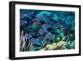 Blue Tang Shoal-Georgette Douwma-Framed Photographic Print