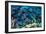 Blue Tang Shoal-Georgette Douwma-Framed Photographic Print