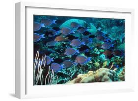 Blue Tang Shoal-Georgette Douwma-Framed Photographic Print