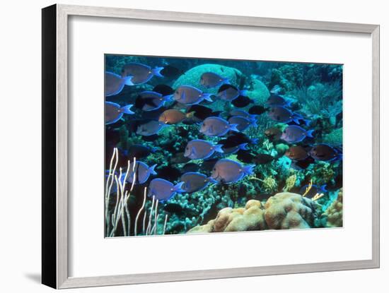 Blue Tang Shoal-Georgette Douwma-Framed Photographic Print