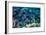 Blue Tang Shoal-Georgette Douwma-Framed Photographic Print