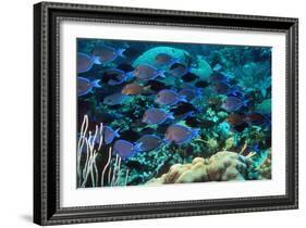 Blue Tang Shoal-Georgette Douwma-Framed Photographic Print