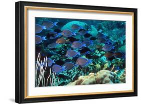 Blue Tang Shoal-Georgette Douwma-Framed Photographic Print