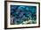 Blue Tang Shoal-Georgette Douwma-Framed Photographic Print