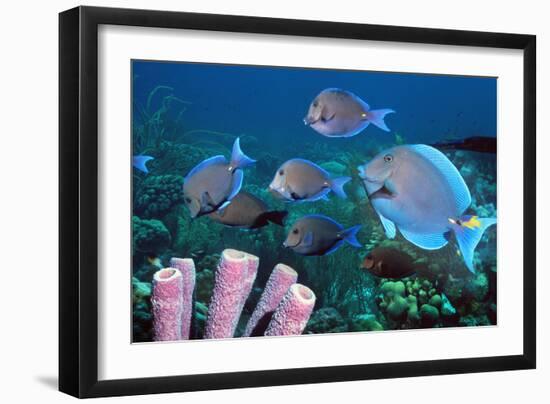 Blue Tang Shoal-Georgette Douwma-Framed Photographic Print