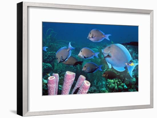 Blue Tang Shoal-Georgette Douwma-Framed Photographic Print