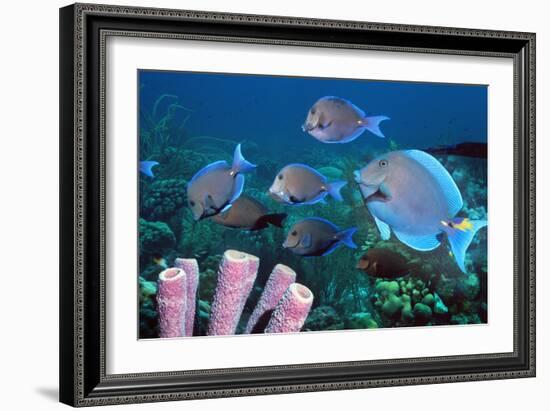 Blue Tang Shoal-Georgette Douwma-Framed Photographic Print