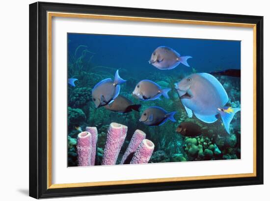 Blue Tang Shoal-Georgette Douwma-Framed Photographic Print