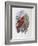 Blue, Thighed Lory-John Gould-Framed Giclee Print