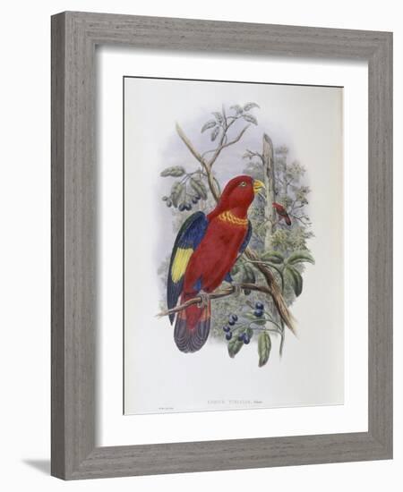 Blue, Thighed Lory-John Gould-Framed Giclee Print