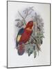 Blue, Thighed Lory-John Gould-Mounted Giclee Print