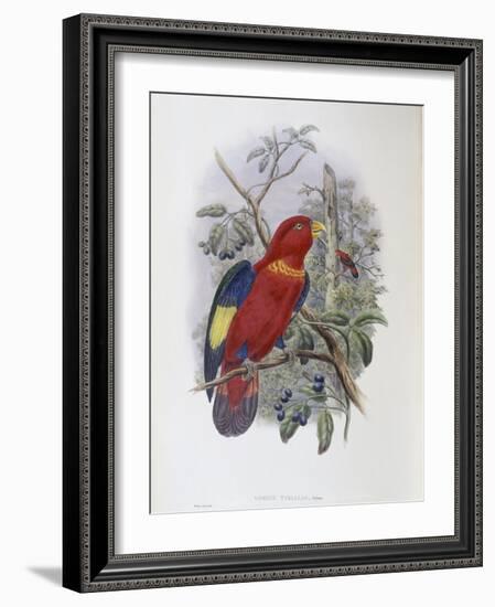 Blue, Thighed Lory-John Gould-Framed Giclee Print