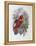 Blue, Thighed Lory-John Gould-Framed Premier Image Canvas