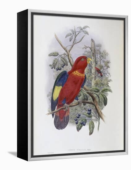 Blue, Thighed Lory-John Gould-Framed Premier Image Canvas