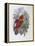 Blue, Thighed Lory-John Gould-Framed Premier Image Canvas