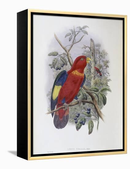 Blue, Thighed Lory-John Gould-Framed Premier Image Canvas