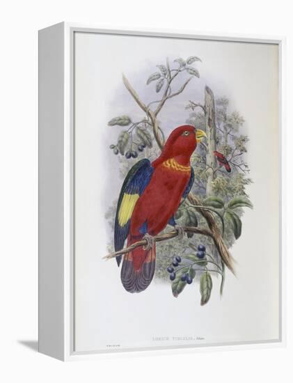 Blue, Thighed Lory-John Gould-Framed Premier Image Canvas