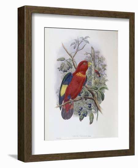 Blue, Thighed Lory-John Gould-Framed Giclee Print