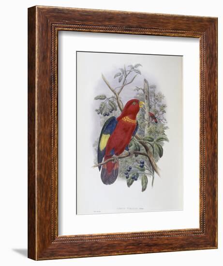 Blue, Thighed Lory-John Gould-Framed Giclee Print