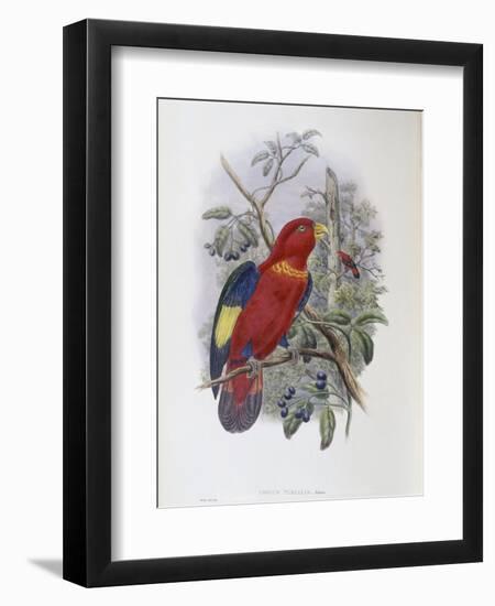 Blue, Thighed Lory-John Gould-Framed Giclee Print