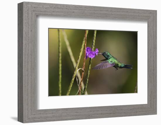 Blue-throated emerald-Ken Archer-Framed Photographic Print