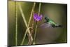 Blue-throated emerald-Ken Archer-Mounted Photographic Print