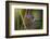 Blue-throated emerald-Ken Archer-Framed Photographic Print