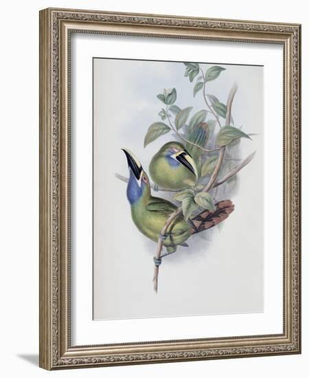 Blue Throated Groove Bill-John Gould-Framed Giclee Print