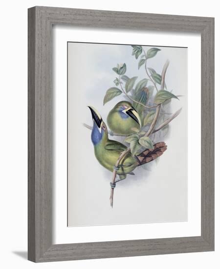 Blue Throated Groove Bill-John Gould-Framed Giclee Print