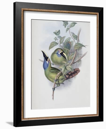 Blue Throated Groove Bill-John Gould-Framed Giclee Print