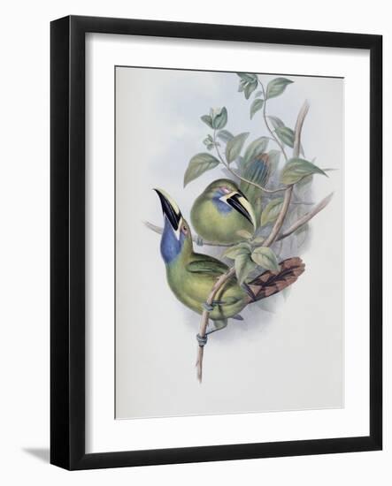 Blue Throated Groove Bill-John Gould-Framed Giclee Print