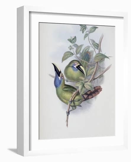 Blue Throated Groove Bill-John Gould-Framed Giclee Print