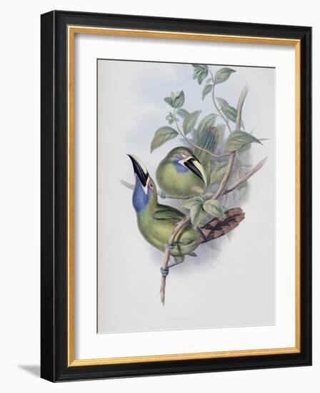 Blue Throated Groove Bill-John Gould-Framed Giclee Print