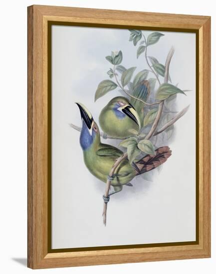 Blue Throated Groove Bill-John Gould-Framed Premier Image Canvas