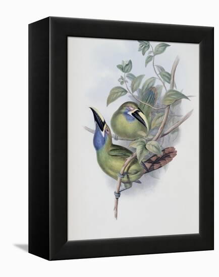 Blue Throated Groove Bill-John Gould-Framed Premier Image Canvas