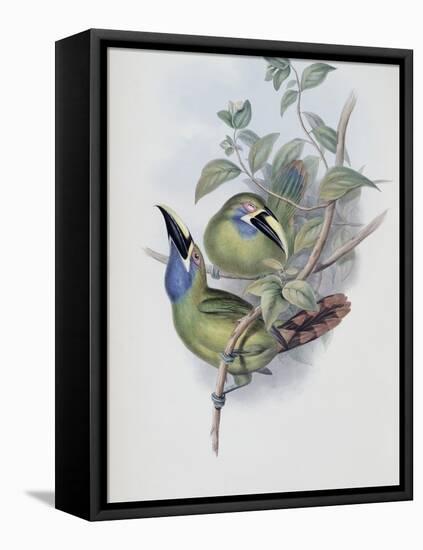 Blue Throated Groove Bill-John Gould-Framed Premier Image Canvas