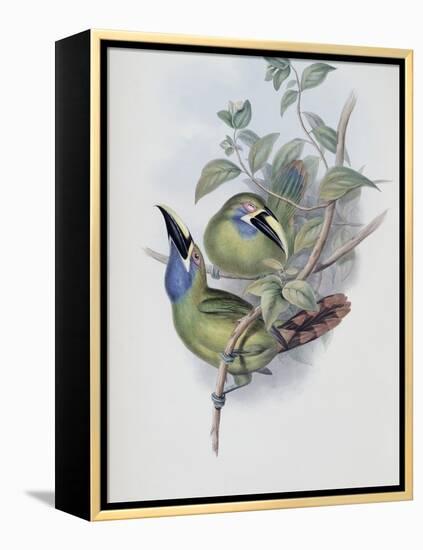 Blue Throated Groove Bill-John Gould-Framed Premier Image Canvas