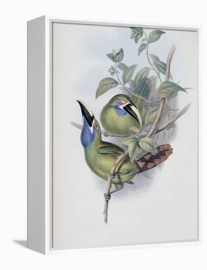 Blue Throated Groove Bill-John Gould-Framed Premier Image Canvas