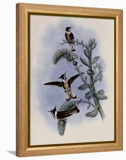 Blue-Throated Helmet-Crest, Oxypogon Cyanol?mus-John Gould-Framed Premier Image Canvas