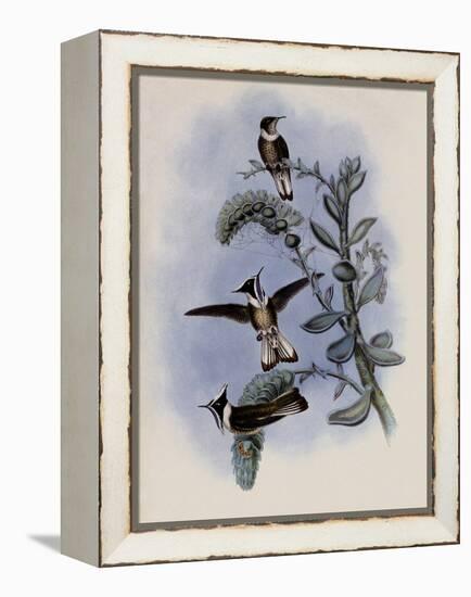 Blue-Throated Helmet-Crest, Oxypogon Cyanol?mus-John Gould-Framed Premier Image Canvas