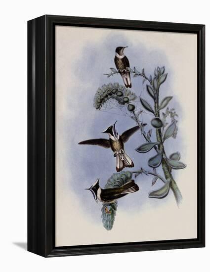 Blue-Throated Helmet-Crest, Oxypogon Cyanol?mus-John Gould-Framed Premier Image Canvas