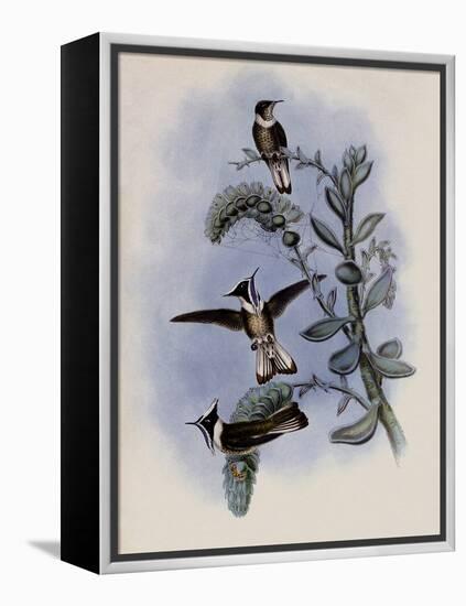 Blue-Throated Helmet-Crest, Oxypogon Cyanol?mus-John Gould-Framed Premier Image Canvas