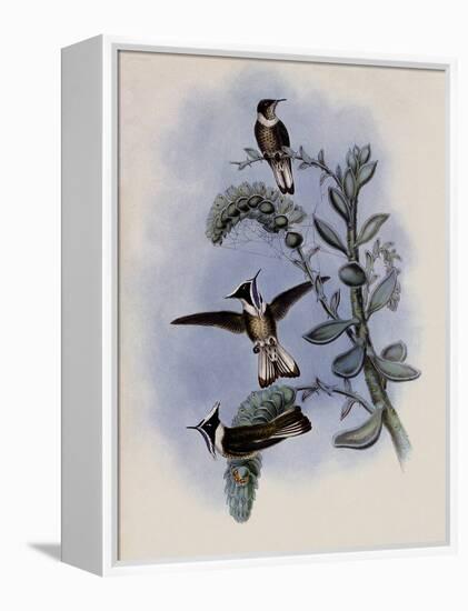 Blue-Throated Helmet-Crest, Oxypogon Cyanol?mus-John Gould-Framed Premier Image Canvas