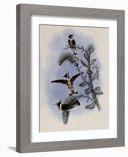 Blue-Throated Helmet-Crest, Oxypogon Cyanol?mus-John Gould-Framed Giclee Print