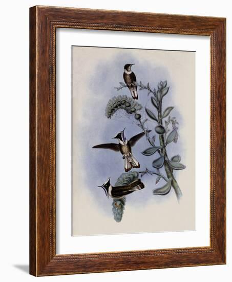 Blue-Throated Helmet-Crest, Oxypogon Cyanol?mus-John Gould-Framed Giclee Print