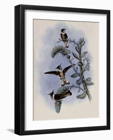 Blue-Throated Helmet-Crest, Oxypogon Cyanol?mus-John Gould-Framed Giclee Print