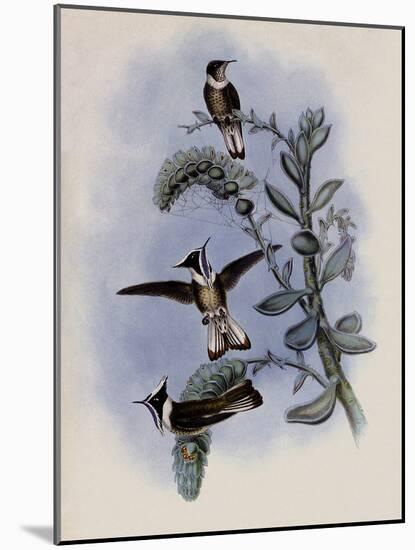 Blue-Throated Helmet-Crest, Oxypogon Cyanol?mus-John Gould-Mounted Giclee Print