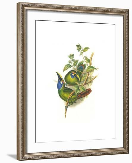 Blue Throated Toucanet-John Gould-Framed Art Print