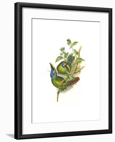 Blue Throated Toucanet-John Gould-Framed Art Print