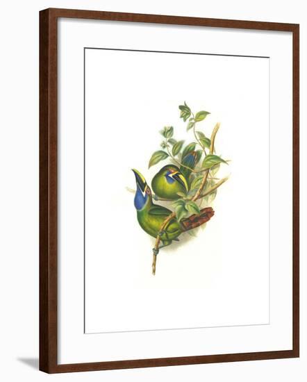 Blue Throated Toucanet-John Gould-Framed Art Print